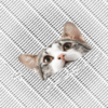 PEEKING CAT Sticker - Image 2